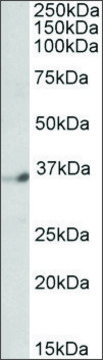 Anti-DPF1 (C-terminal) antibody produced in