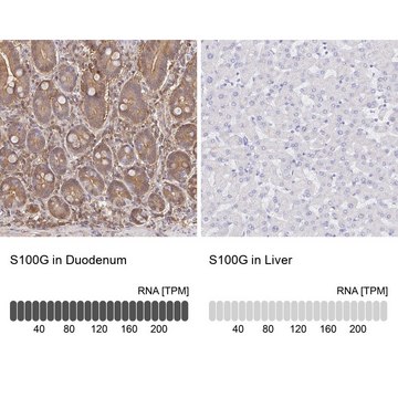 Anti-S100G antibody produced in rabbit