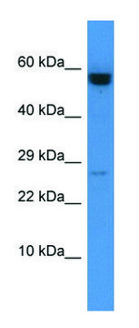 Anti-CASP10 (C-terminal) antibody produced in