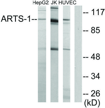 Anti-ARTS-1 antibody produced in rabbit