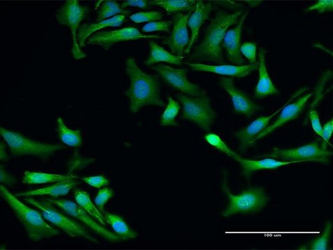 Anti-SRP19 antibody produced in rabbit