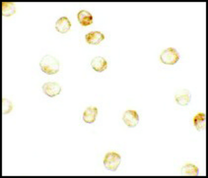 Anti-JMJD3 antibody produced in rabbit