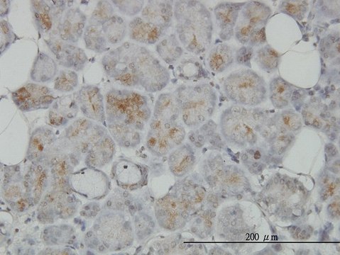 Monoclonal Anti-TRIM35 antibody produced in
