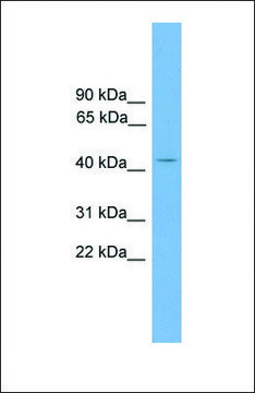 Anti-AP1M2, (N-terminal) antibody produced in