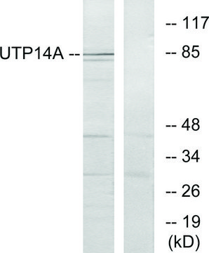 Anti-UTP14A antibody produced in rabbit