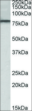 Anti-DYRK1A (N-terminal) antibody produced in