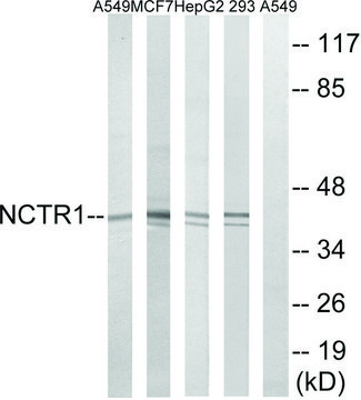 Anti-NCR1 antibody produced in rabbit