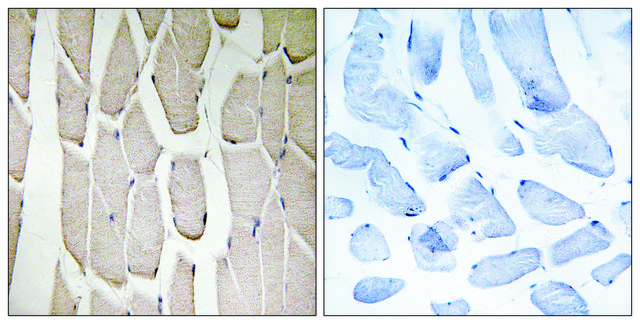 Anti-MARCH3 antibody produced in rabbit