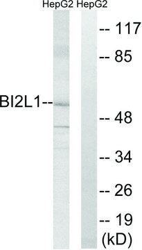 Anti-BAIAP2L1 antibody produced in rabbit