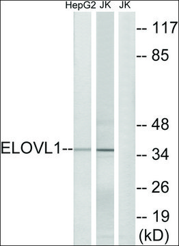Anti-ELOVL1 antibody produced in rabbit