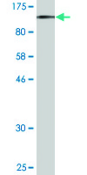 Monoclonal Anti-RNF103 antibody produced in
