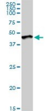 Anti-DUSP6 antibody produced in rabbit