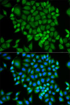 Anti-GLRX antibody produced in rabbit