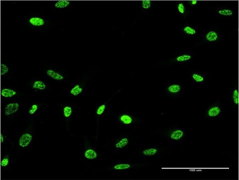 Monoclonal Anti-PTPN22 antibody produced in