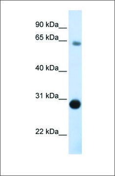 Anti-DERL3 antibody produced in rabbit