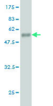 Monoclonal Anti-PCMT1 antibody produced in