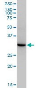 Monoclonal Anti-ESD antibody produced in
