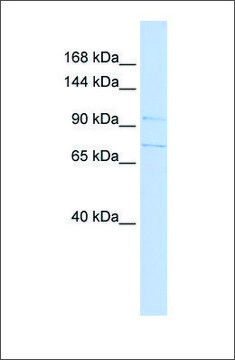 Anti-SLC8A3 antibody produced in rabbit