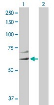 Anti-EIF2C3 antibody produced in rabbit