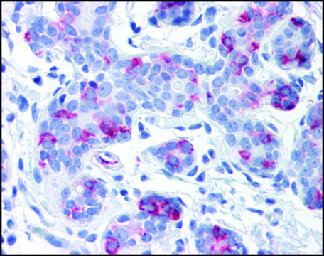 Anti-WNT8A antibody produced in rabbit
