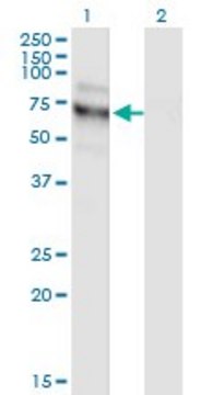 Monoclonal Anti-NVL, (C-terminal) antibody produced