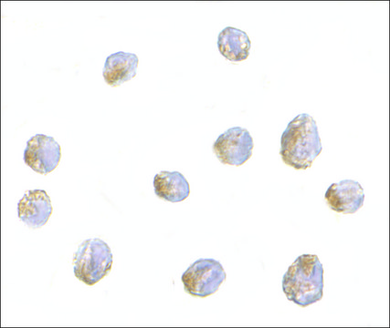 Anti-LIS1 antibody produced in rabbit
