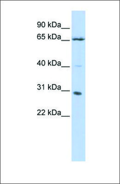 Anti-GRHL1 antibody produced in rabbit