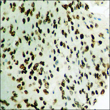 Anti-phospho-STAT1 (pSer?²?) antibody produced in