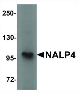 Anti-NALP4 antibody produced in rabbit