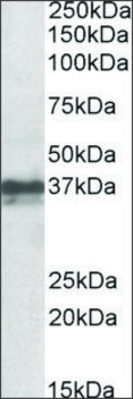 Anti-Foxi3 antibody produced in goat