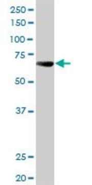 Anti-ALPPL2 antibody produced in rabbit
