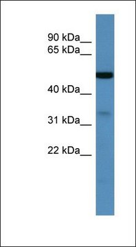 Anti-ZDHHC3 antibody produced in rabbit