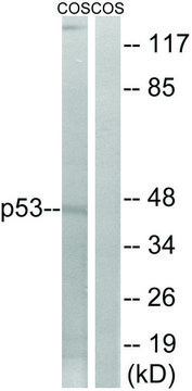 Anti-p53 antibody produced in rabbit