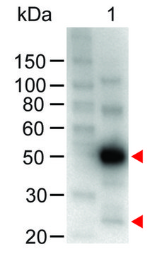 Anti-Human IgG (H+L)-Peroxidase antibody produced