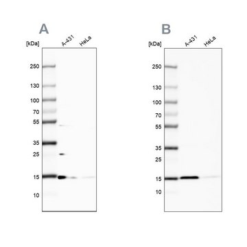 Anti-CCDC58 antibody produced in rabbit