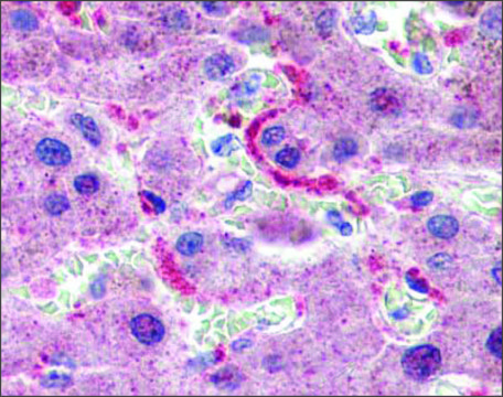 Anti-GPSM2 antibody produced in rabbit