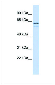 Anti-TRIM6 (ab1) antibody produced in