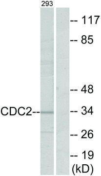 Anti-CDC2 antibody produced in rabbit