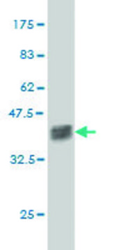 ANTI-ZNF41 antibody produced in mouse