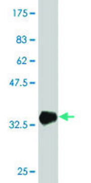 Monoclonal Anti-ABCA10 antibody produced in