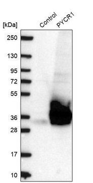 Anti-PYCR1 antibody produced in rabbit