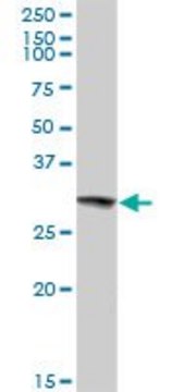 Anti-HMOX1 antibody produced in rabbit