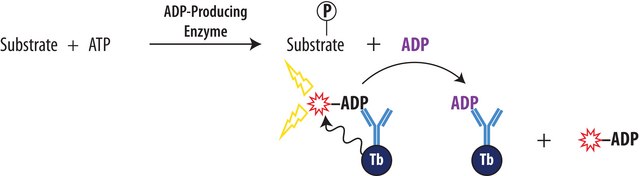 Transcreener® ADP² TR-FRET Red Assay