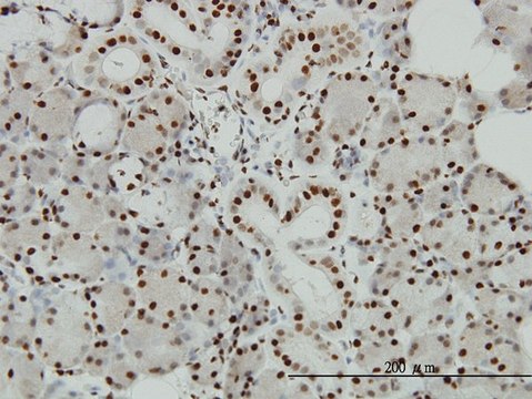 Monoclonal Anti-EP300 antibody produced in
