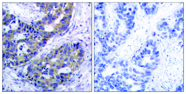 Anti-IRS-1 antibody produced in rabbit