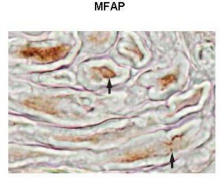Anti-MFAP4 antibody produced in rabbit