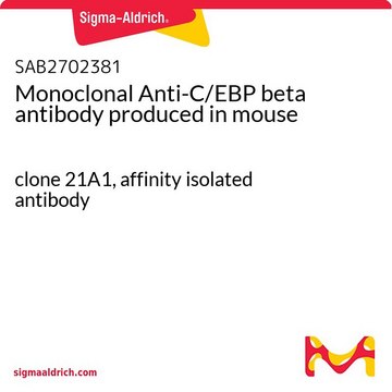 Monoclonal Anti-C/EBP beta antibody produced