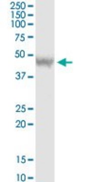 Anti-DEPDC6 antibody produced in rabbit