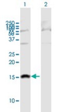 Anti-SH2D1B antibody produced in mouse