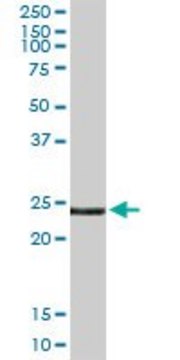 Anti-EDN3 antibody produced in rabbit
